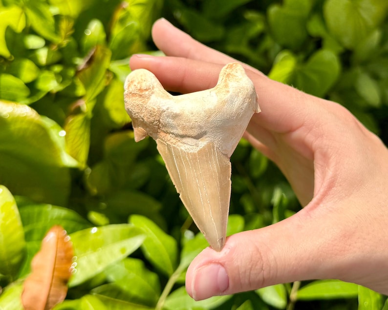 May include: A fossilised shark tooth, pale cream in colour with a sharp, serrated edge. The tooth is held against a backdrop of green foliage, highlighting its natural texture and shape. A unique collectible or decorative item.