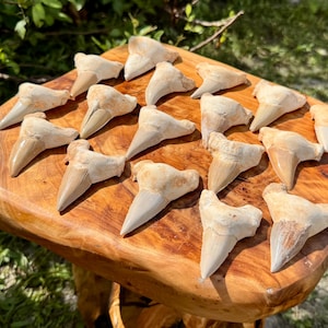 May include: A collection of seventeen fossilised shark teeth arranged on a polished wooden surface. Each tooth features a triangular, off-white crown with a distinct root structure, displaying natural variations in shape, size, and texture.