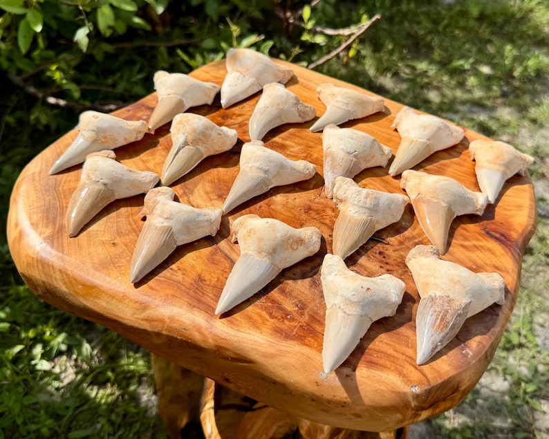 May include: A collection of seventeen fossilised shark teeth arranged on a polished wooden surface. Each tooth features a triangular, off-white crown with a distinct root structure, displaying natural variations in shape, size, and texture.