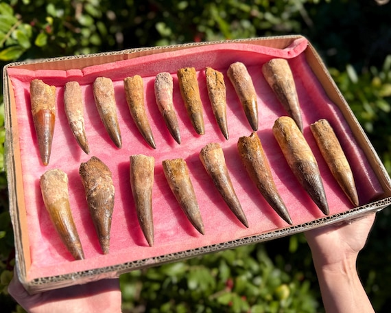 RARE HUGE Spinosaurus Dinosaur Tooth Fossils, Genuine Spinosaurus Tooth With Display Stand - Choose Exact Specimen