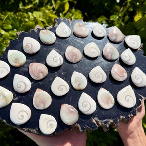 May include: A collection of teardrop-shaped Shiva eye shell cabochons, each featuring a natural spiral pattern in shades of white, cream, and soft pink, arranged on a dark, textured, irregular slab of polished stone with a rough, jagged edge.