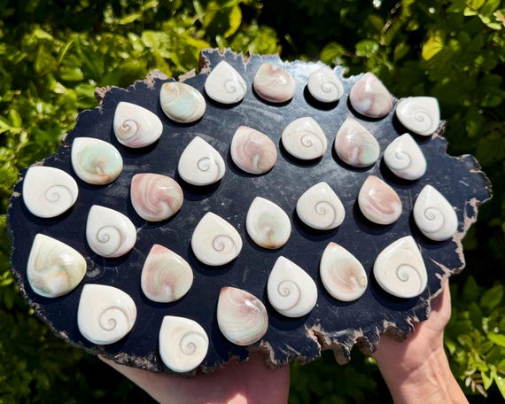 Shiva Eye Shell Cabochons from Madagascar - Natural Polished Shell Cabochon - Jewelry Making Supply