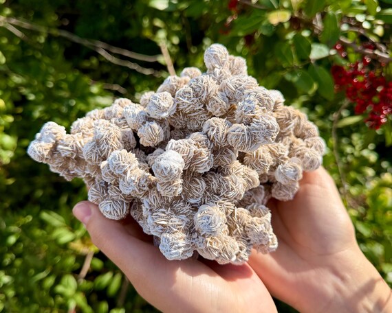 JUMBO Natural Rough Desert Rose Clusters - Choose Size ('A' Grade Natural Raw Selenite Rose Crystals From Mexico)