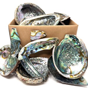 May include: A collection of iridescent abalone shells, showcasing a spectrum of colors including blues, greens, and purples. The shells are displayed both inside and outside a brown cardboard box, highlighting their natural textures and unique patterns.