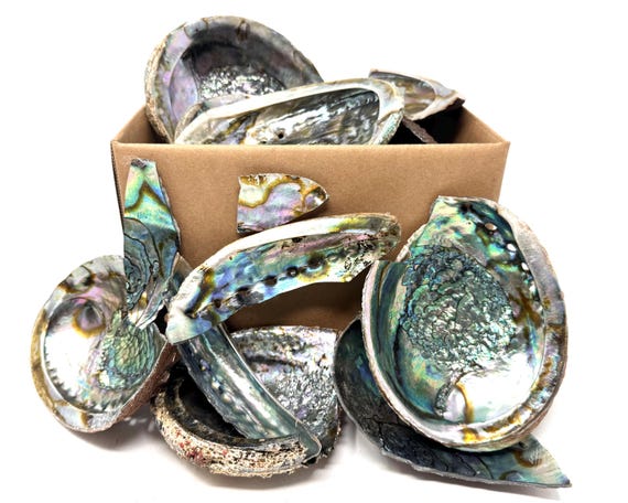 Broken Abalone Shells Box - CLEARANCE Box Full of Broken Abalone Shells, Chunks & Pieces (Perfect For Crafting, Jewelry Making, Resin Art)
