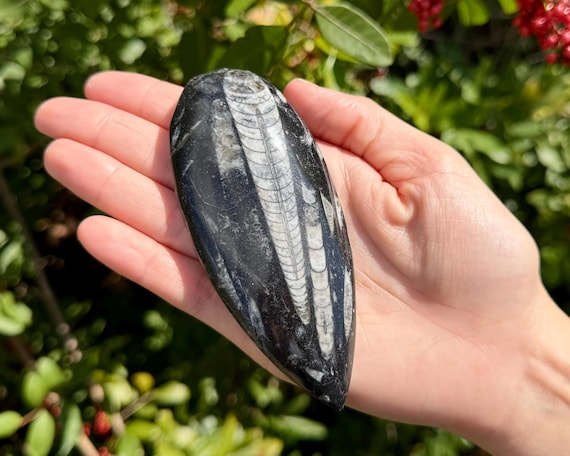 LARGE Orthoceras Fossils, 3.5 - 4.5" / Fossilized Ancient Cephalopod Specimens (465+ Million Years Old Fossilized Squid)