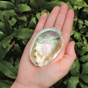 Small Abalone Sea Shell 2.5 3.5 For Smudging, Burning Sage Sticks, Incense, Crafts, Display etc 1 Shell