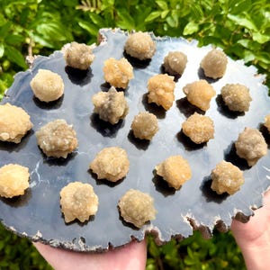 May include: A collection of twenty-one small, textured, light brown mineral clusters arranged on a large, flat, polished black agate slab with a natural, rough, and jagged white-edged perimeter, showcasing crystalline formations on the surface.