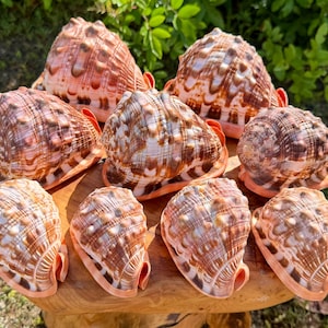 May include: A collection of eight helmet shells arranged on a wooden surface. Each shell features a rounded, bulbous shape with a textured surface, displaying a color palette of cream, tan, and dark brown with prominent ridges and a smooth opening.