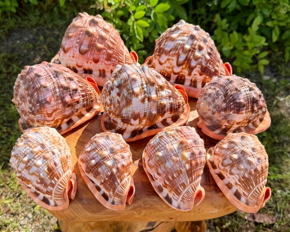 LARGE Bullmouth Cameo Shells - Natural Red Helmet Seashells - Choose Size 3-6" - Coastal Crafts & Decor