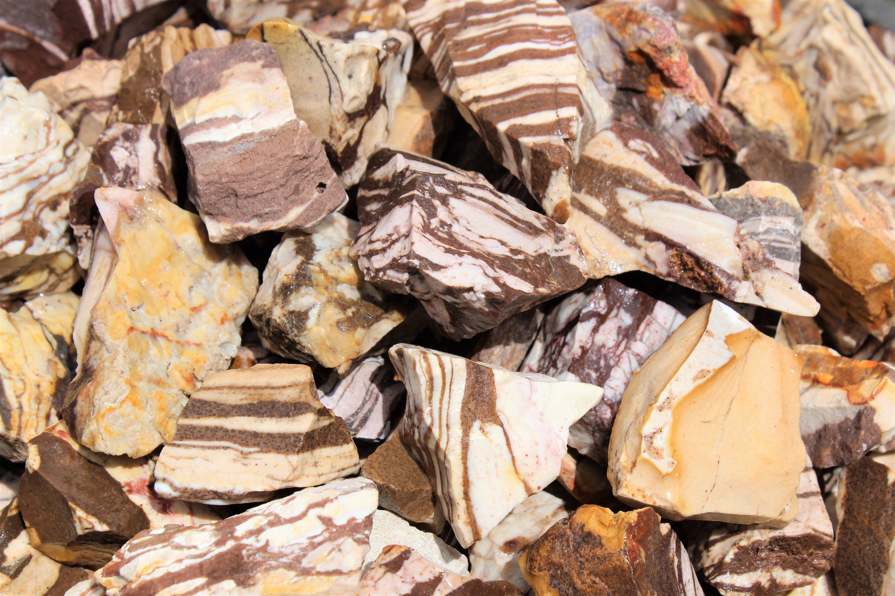 zebra jasper zebra jasper
