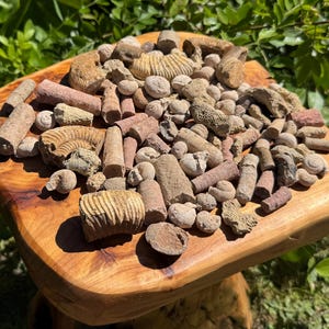 May include: A collection of fossils in shades of tan, brown, and beige, including ammonites and other marine life, displayed on a wooden, organically shaped tray. The fossils vary in size and shape, creating a textured display.