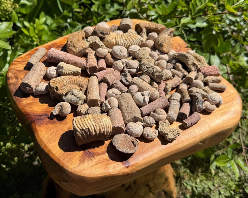 May include: A collection of fossils in shades of tan, brown, and beige, including ammonites and other marine life, displayed on a wooden, organically shaped tray. The fossils vary in size and shape, creating a textured display.
