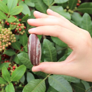 Pu&ograve; includere: Una pietra liscia di forma ovale con strisce marroni e bianche. La pietra &egrave; tenuta in una mano.