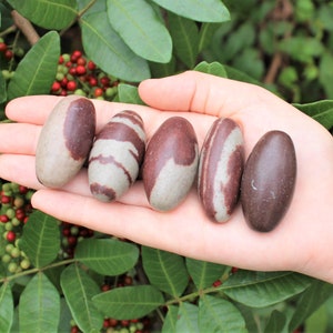 Pu&ograve; includere: Cinque pietre ovali di colore marrone e bianco, conosciute come Shiva Lingam, sono mostrate in una mano. Le pietre sono lisce e levigate.