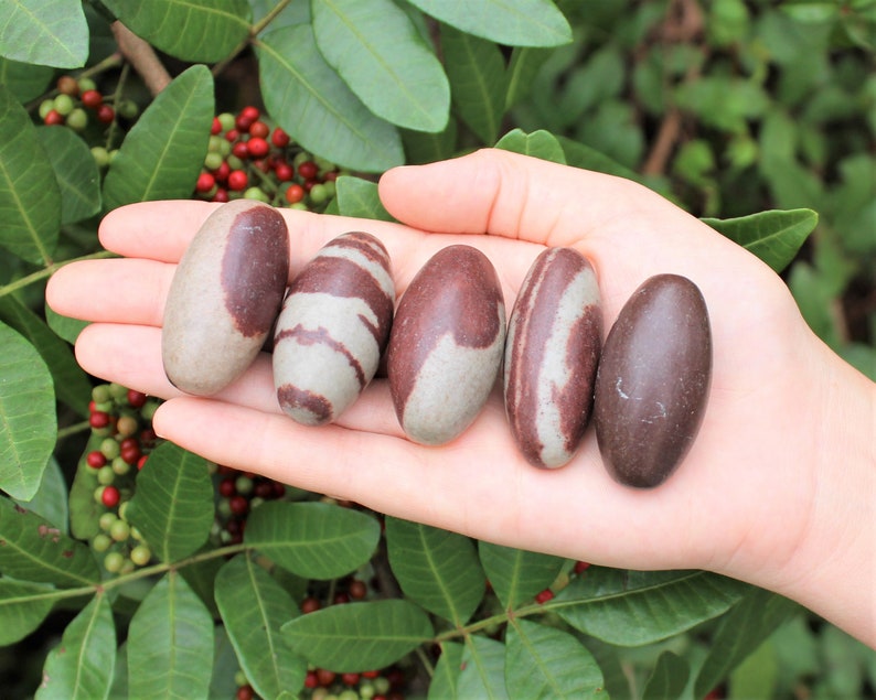 Pu&ograve; includere: Cinque pietre ovali di colore marrone e bianco, conosciute come Shiva Lingam, sono mostrate in una mano. Le pietre sono lisce e levigate.