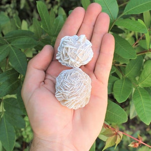 K&ouml;nnte beinhalten: Zwei wei&szlig;e Rosenquarzkristalle, auch bekannt als W&uuml;stenrosen, sind in der Handfl&auml;che einer Hand zu sehen. Die Kristalle sind hellbeige und haben eine zarte, geschichtete Struktur.
