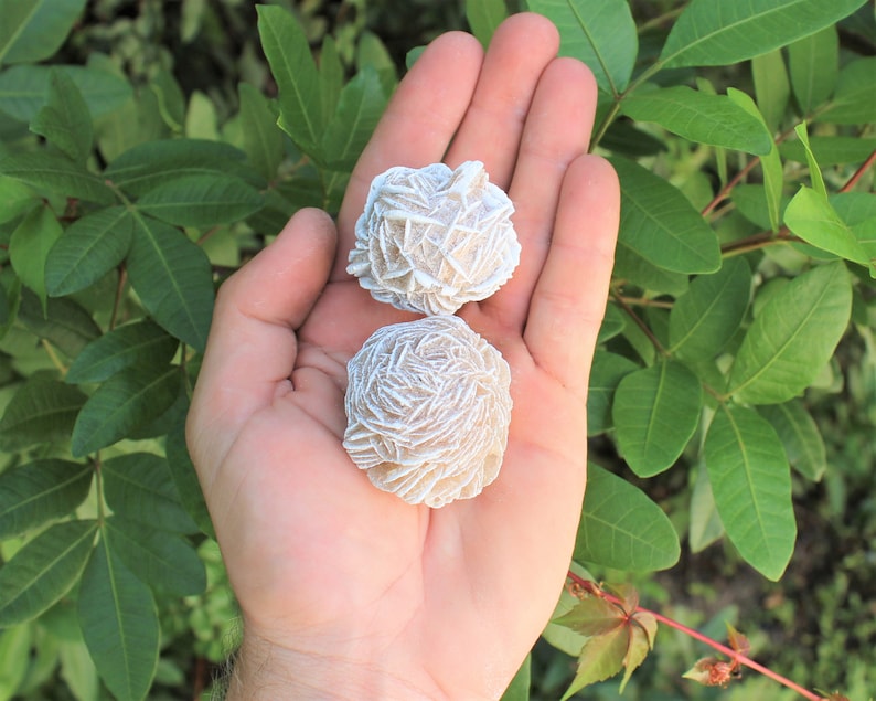 K&ouml;nnte beinhalten: Zwei wei&szlig;e Rosenquarzkristalle, auch bekannt als W&uuml;stenrosen, sind in der Handfl&auml;che einer Hand zu sehen. Die Kristalle sind hellbeige und haben eine zarte, geschichtete Struktur.