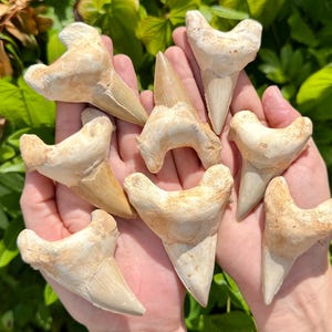 LARGE Shark Tooth Fossils, 2.5 - 3.5&quot; Natural Fossilized Shark Teeth - Choose How Many (Genuine Shark Teeth Fossils From Morocco)