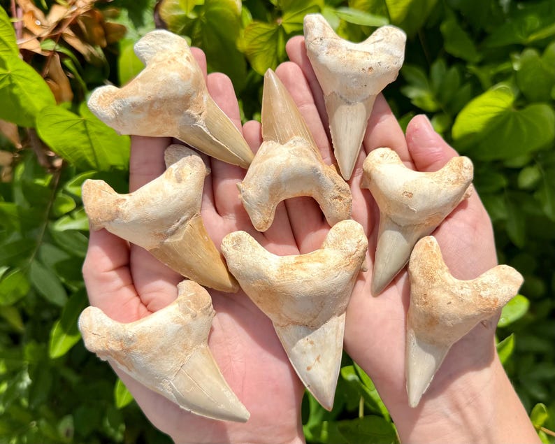 LARGE Shark Tooth Fossils