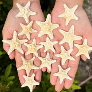 May include: A collection of thirteen small, light beige starfish with five distinct arms and textured surfaces. The starfish are arranged in a cluster, displaying their natural, rigid forms and subtle variations in size and color patterns.