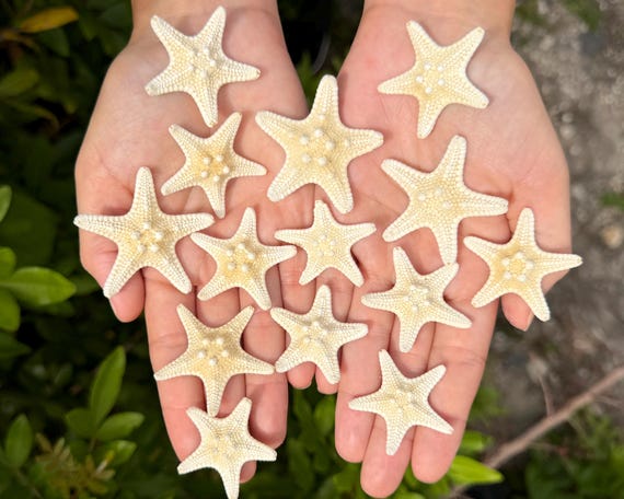 Small Knobby Starfish Bulk Lots, 1.5-2" – Choose Quantity – Natural Coastal Decor & Nautical Crafts