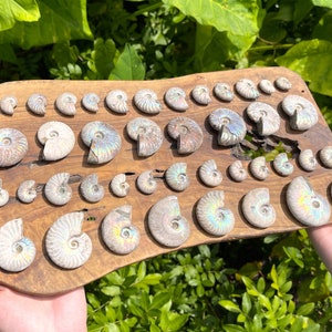 Beautiful Opalized Ammonite Fossils, Rainbow Iridescent Ammonite - Choose Size & How Many (Natural Ammonite Fossils, From Madagascar)