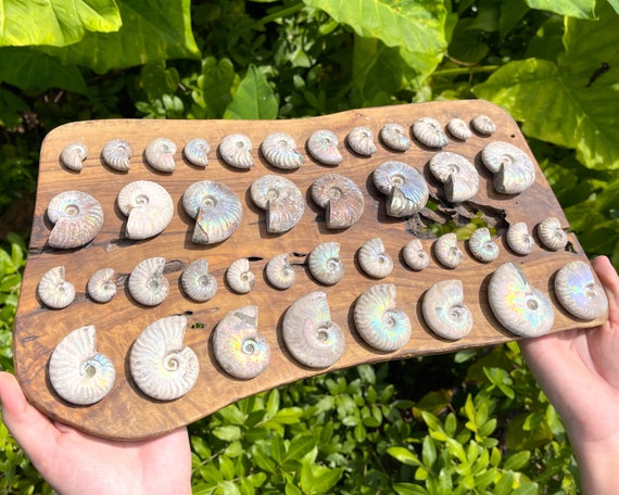 Beautiful Opalized Ammonite Fossils, Rainbow Iridescent Ammonite - Choose Size & How Many (Natural Ammonite Fossils, From Madagascar)
