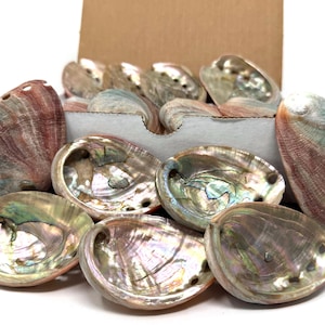 May include: A collection of iridescent abalone shells in various sizes and colors, including shades of pink, green, and brown. Some shells are displayed outside a cardboard box, while others are inside, creating a natural, decorative display.