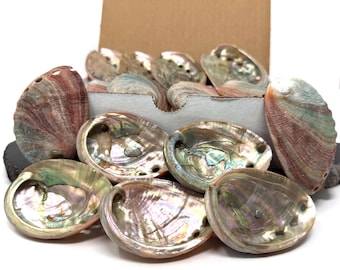 10 Pack Small Abalone Shell Gift Box - Natural Abalone Shells For Smudging, Saging, & Crafts