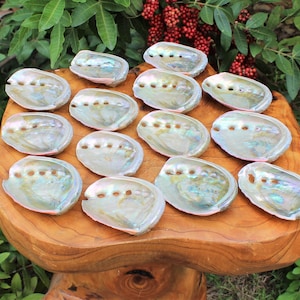May include: A collection of iridescent abalone shells, showcasing a pearlescent sheen with hints of blue, green, and pink. The shells are arranged on a natural wooden surface, with green foliage and red berries in the background.