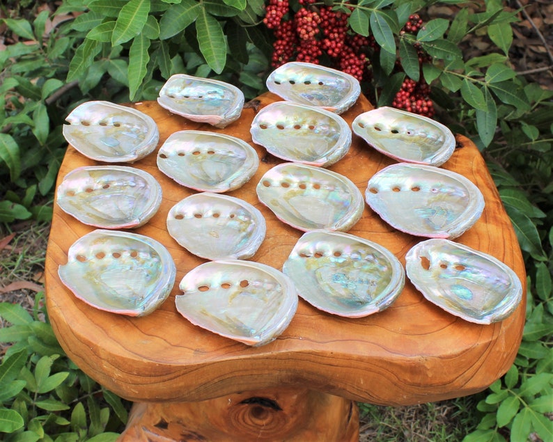 Small Abalone Sea Shell 2.5 3.5 For Smudging, Burning Sage Sticks, Incense, Crafts, Display etc image 5