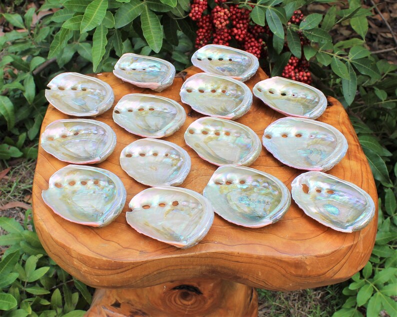 May include: A collection of iridescent abalone shells, showcasing a pearlescent sheen with hints of blue, green, and pink. The shells are arranged on a natural wooden surface, with green foliage and red berries in the background.