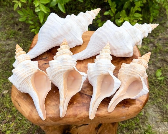 JUMBO Florida Horse Conch Shells - Choose Size 6-10" - Natural Seashells for Coastal Crafts & Decor