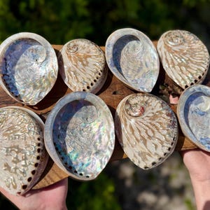 Polished Light Abalone Shells, Natural LARGE Iridescent Shells: Choose Size 4 - 6.5&quot; (Holds Smudge Sticks, Incense, Crystals & More!)