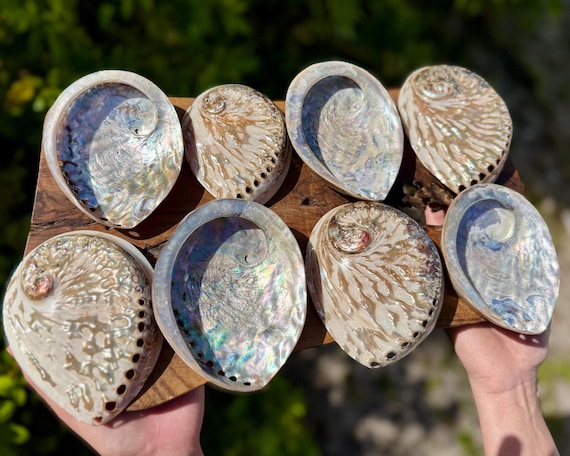Polished Light Abalone Shells, Natural LARGE Iridescent Shells: Choose Size 4 - 6.5" (Holds Smudge Sticks, Incense, Crystals & More!)