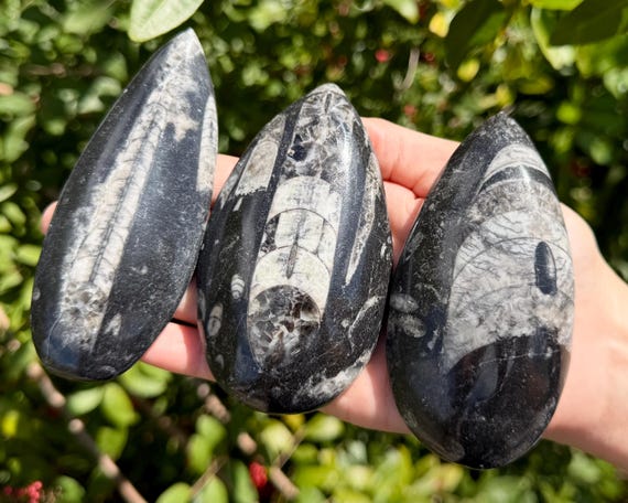 LARGE Orthoceras Fossils, 3.5-4.5" Fossilized Ancient Cephalopod Specimens (465+ Million Years Old Fossilized Squid)