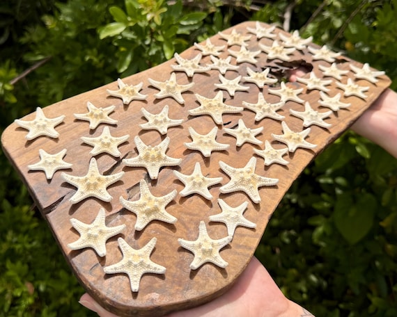 Small Knobby Starfish Bulk Lots, 1.5-2" – Choose Quantity – Natural Coastal Decor & Nautical Crafts