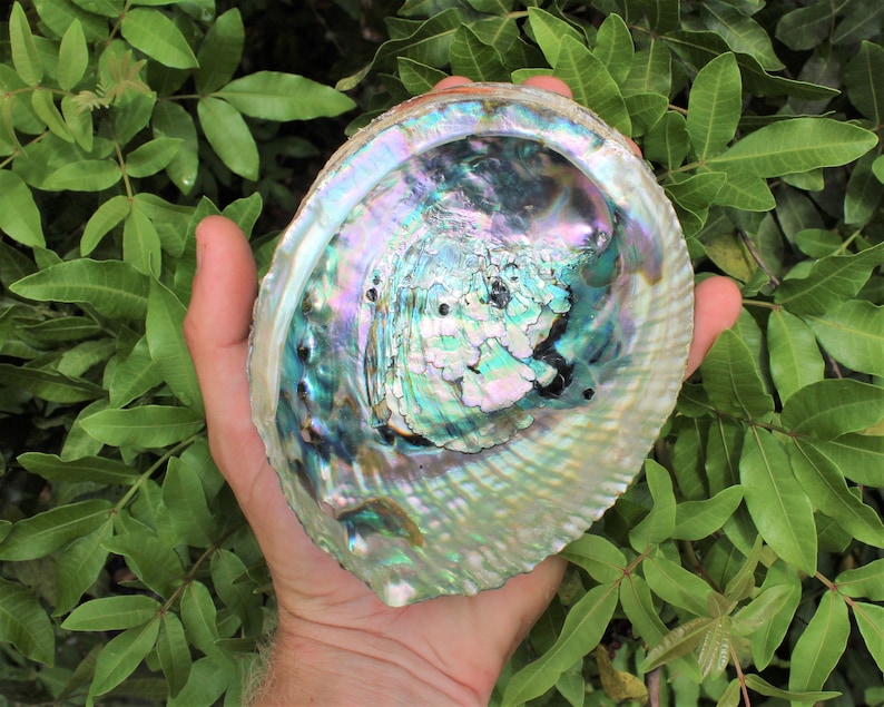 May include: A large iridescent abalone shell with a pearly sheen. The shell is held in a hand, showcasing its intricate patterns and colours.