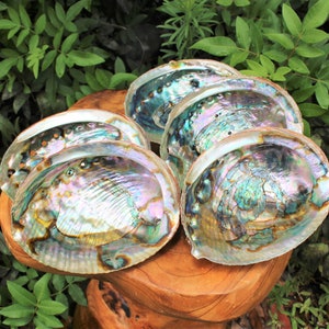 May include: Five iridescent abalone shells with a pearlescent finish, arranged in a circular pattern on a wooden surface.