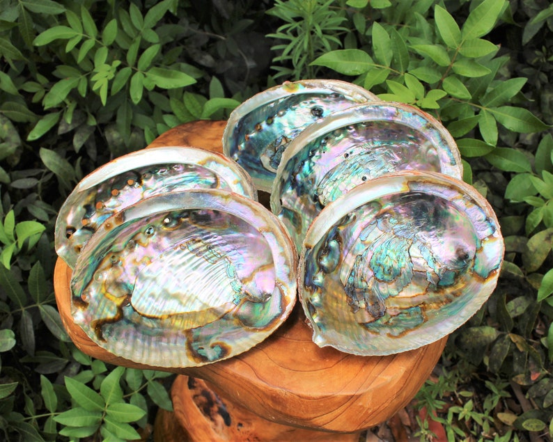 May include: Five iridescent abalone shells with a pearlescent finish, arranged in a circular pattern on a wooden surface.