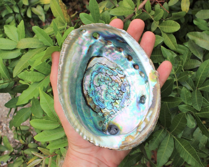 May include: A large iridescent abalone shell with a blue, green, and purple colour pattern. The shell has several small holes drilled into the outer edge.