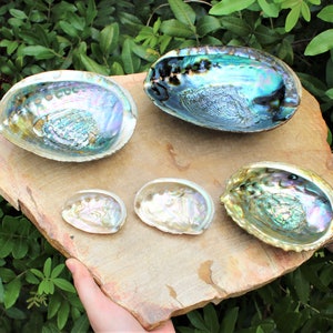 May include: Five abalone shells of varying sizes, arranged on a light brown wooden surface. The shells are iridescent with shades of blue, green, and purple.