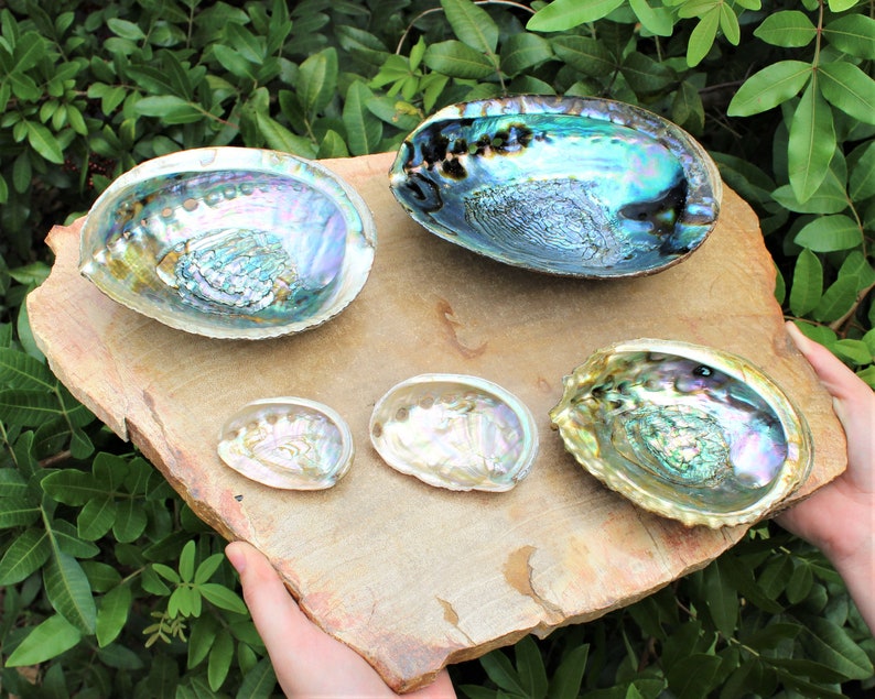 May include: Five abalone shells of varying sizes, arranged on a light brown wooden surface. The shells are iridescent with shades of blue, green, and purple.