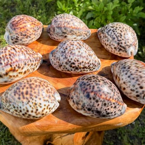 May include: Seven tiger cowrie shells arranged on a circular wooden surface. Each shell features a smooth, glossy, off-white base with a dense pattern of dark brown to black spots and a faint orange-brown dorsal line running along the center.