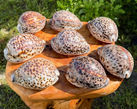 LARGE Tiger Cowrie Shells 4-5" - Choose Quantity - Natural Seashells for Crafts, Coastal & Beach Decor