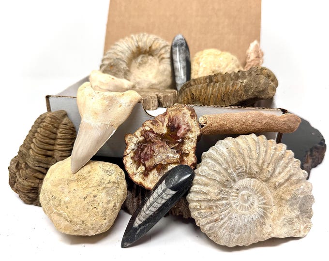 Fossil & Mineral Gift Box - HUGE Ammonite, Trilobite, Shark Tooth, Fulgurite, Orthoceras, Petrified Wood,  Geode