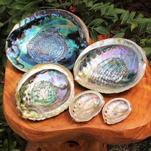 Abalone Shells