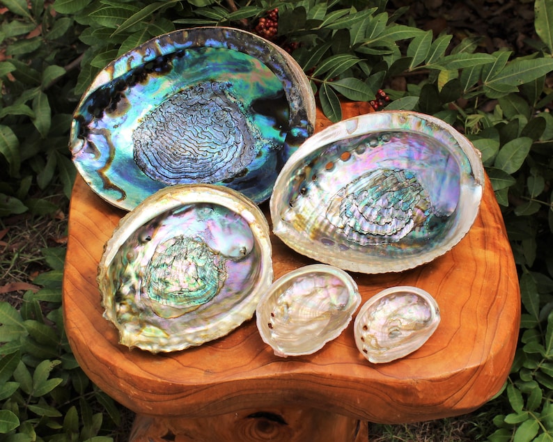 Abalone Shells