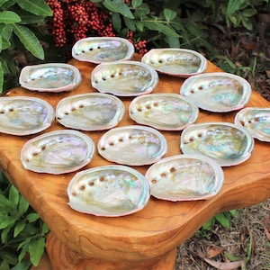 May include: A collection of iridescent abalone shells with a pearlescent sheen, arranged on a wooden surface. The shells display a range of colors, including blues, greens, and pinks. Each shell has a natural, organic shape and texture, with several small holes.
